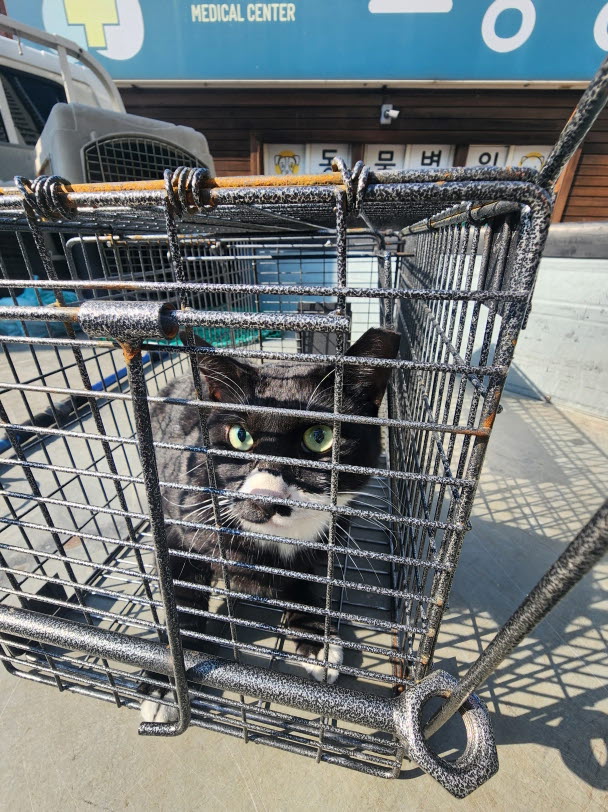 보호 중인 한국 고양이