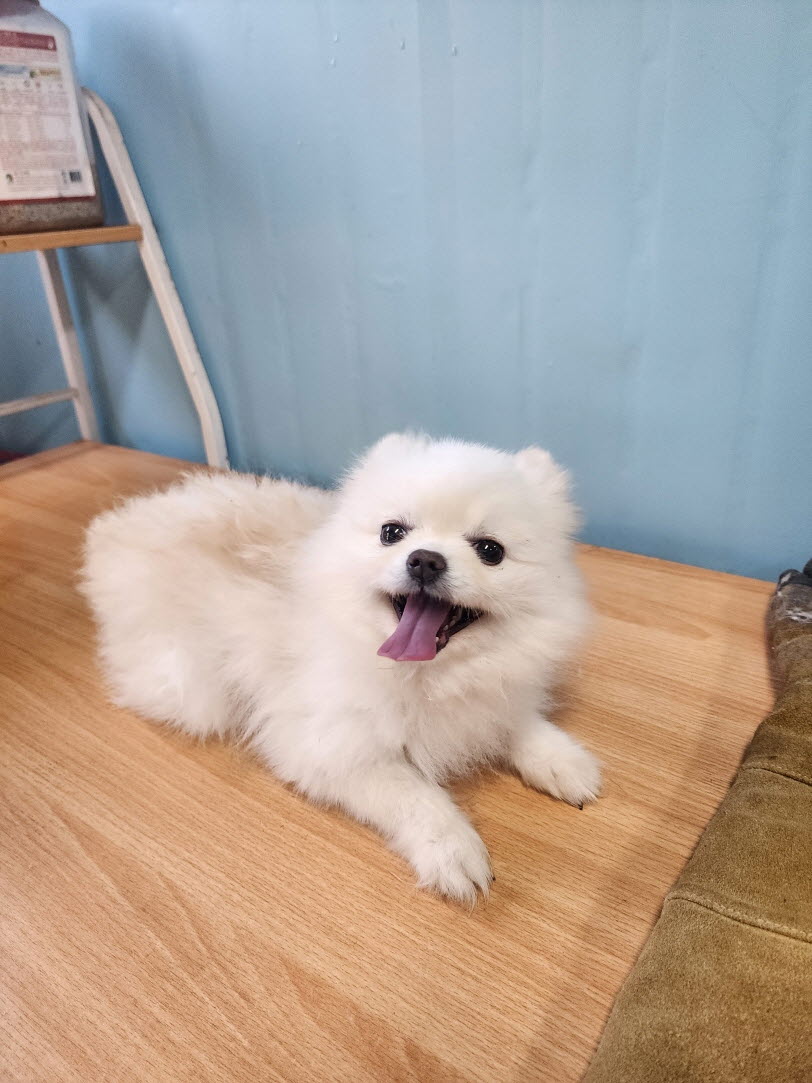 보호 중인 포메라니안