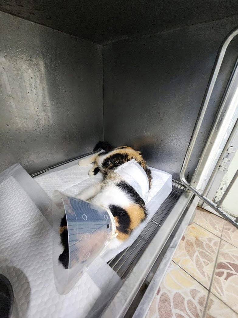 보호 중인 한국 고양이
