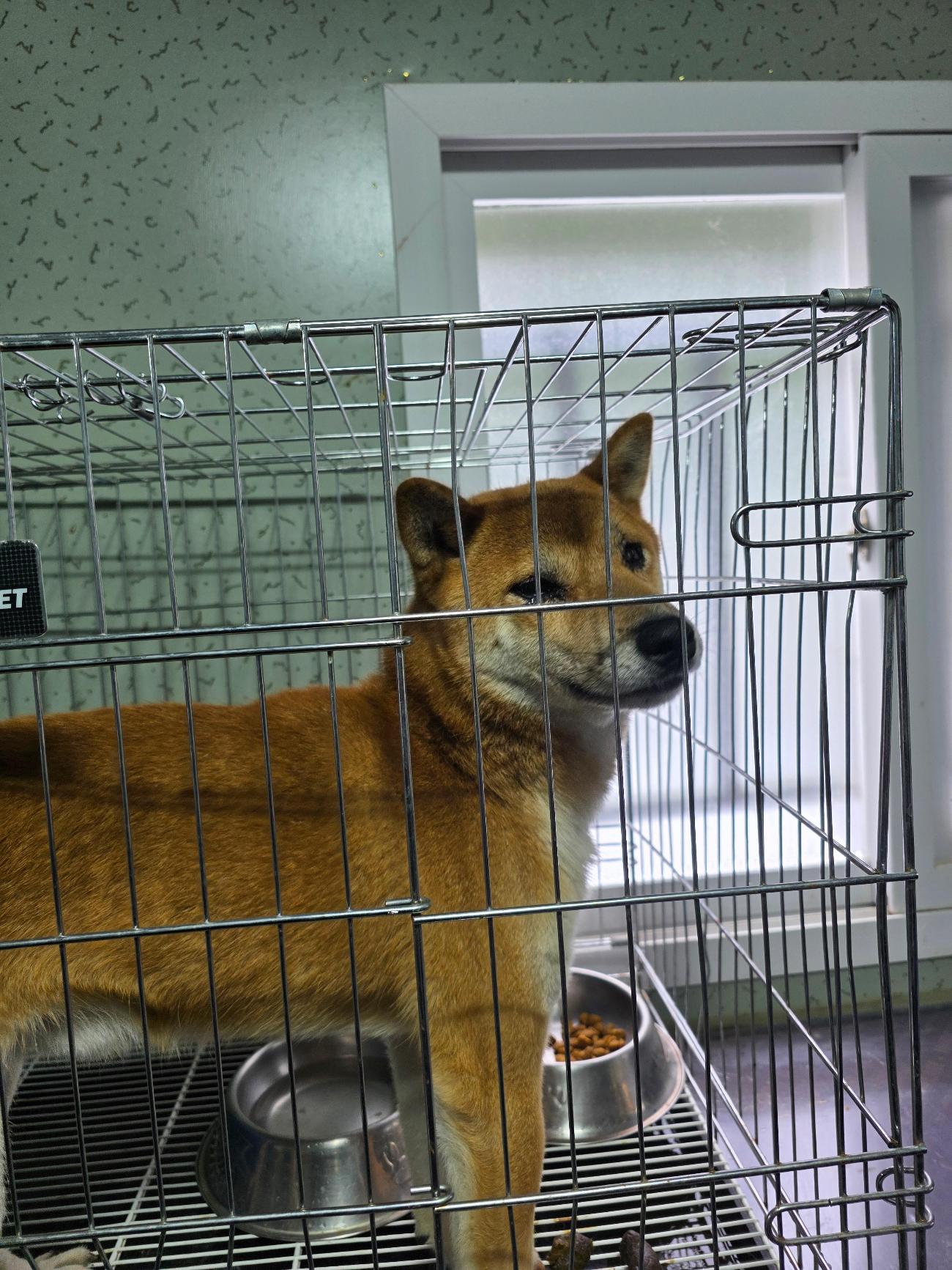 보호 중인 시바