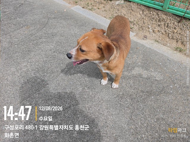 보호 중인 믹스견