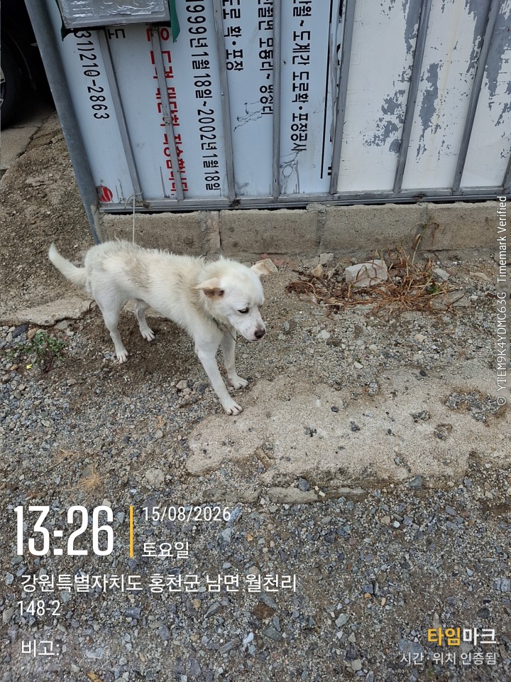 보호 중인 믹스견