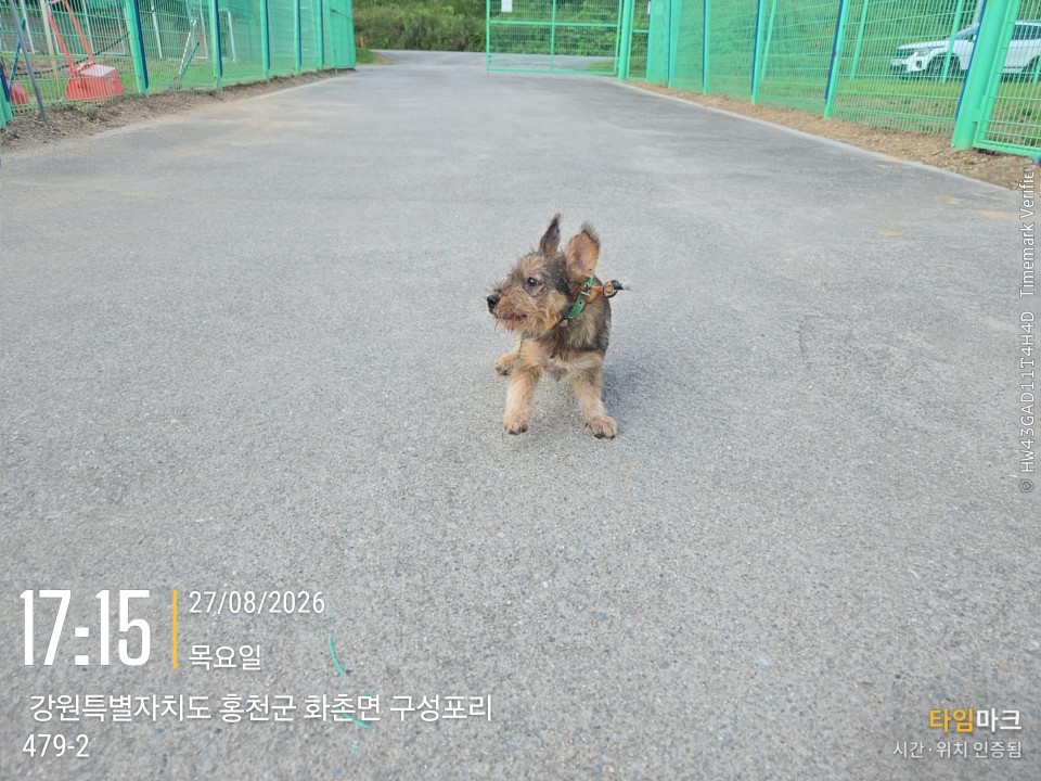 보호 중인 믹스견