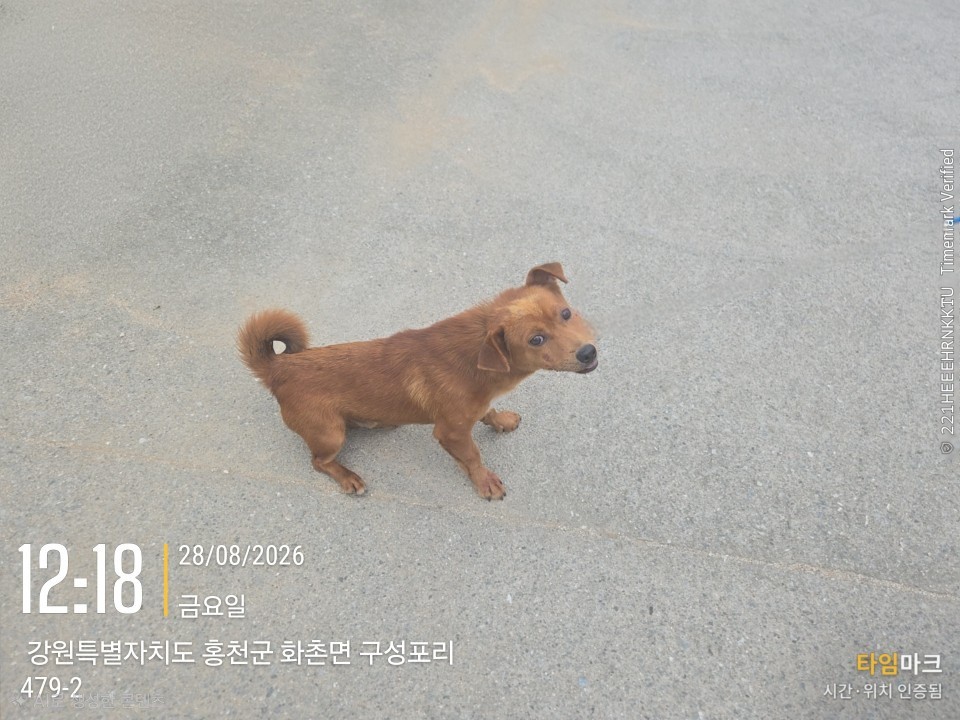 보호 중인 믹스견