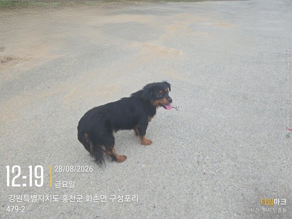 보호 중인 믹스견