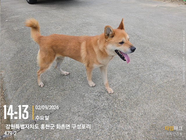보호 중인 믹스견