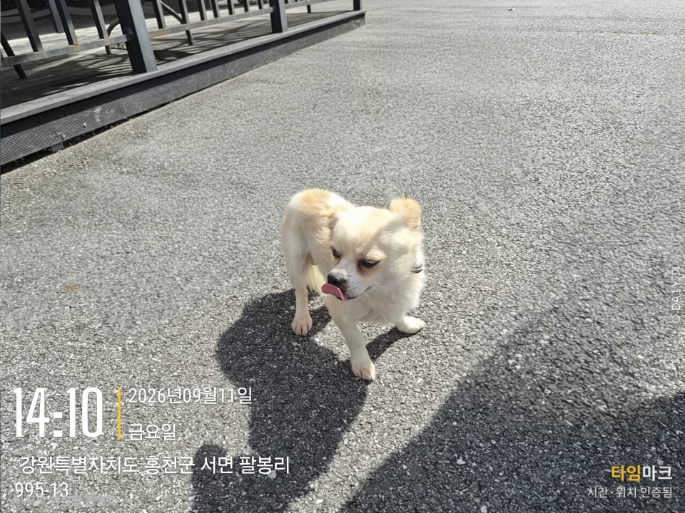 보호 중인 믹스견