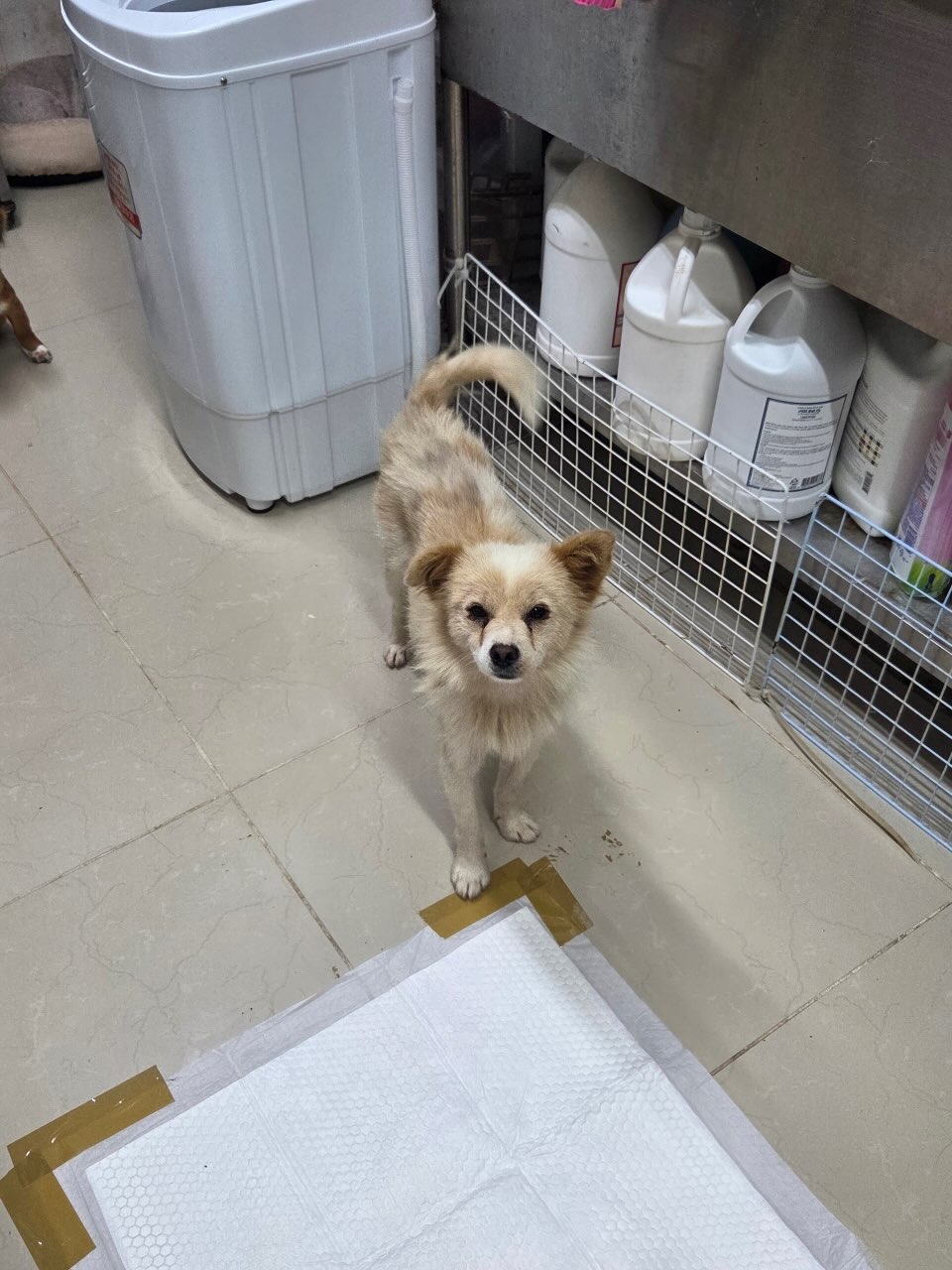 보호 중인 믹스견