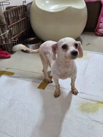 보호 중인 비숑 프리제