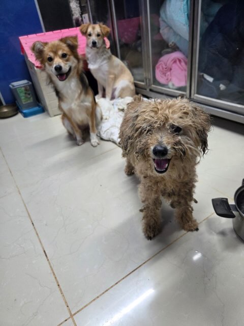 보호 중인 푸들