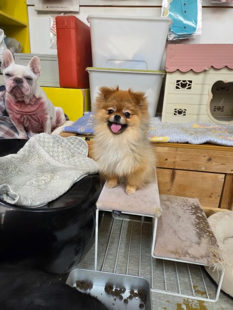 보호 중인 포메라니안