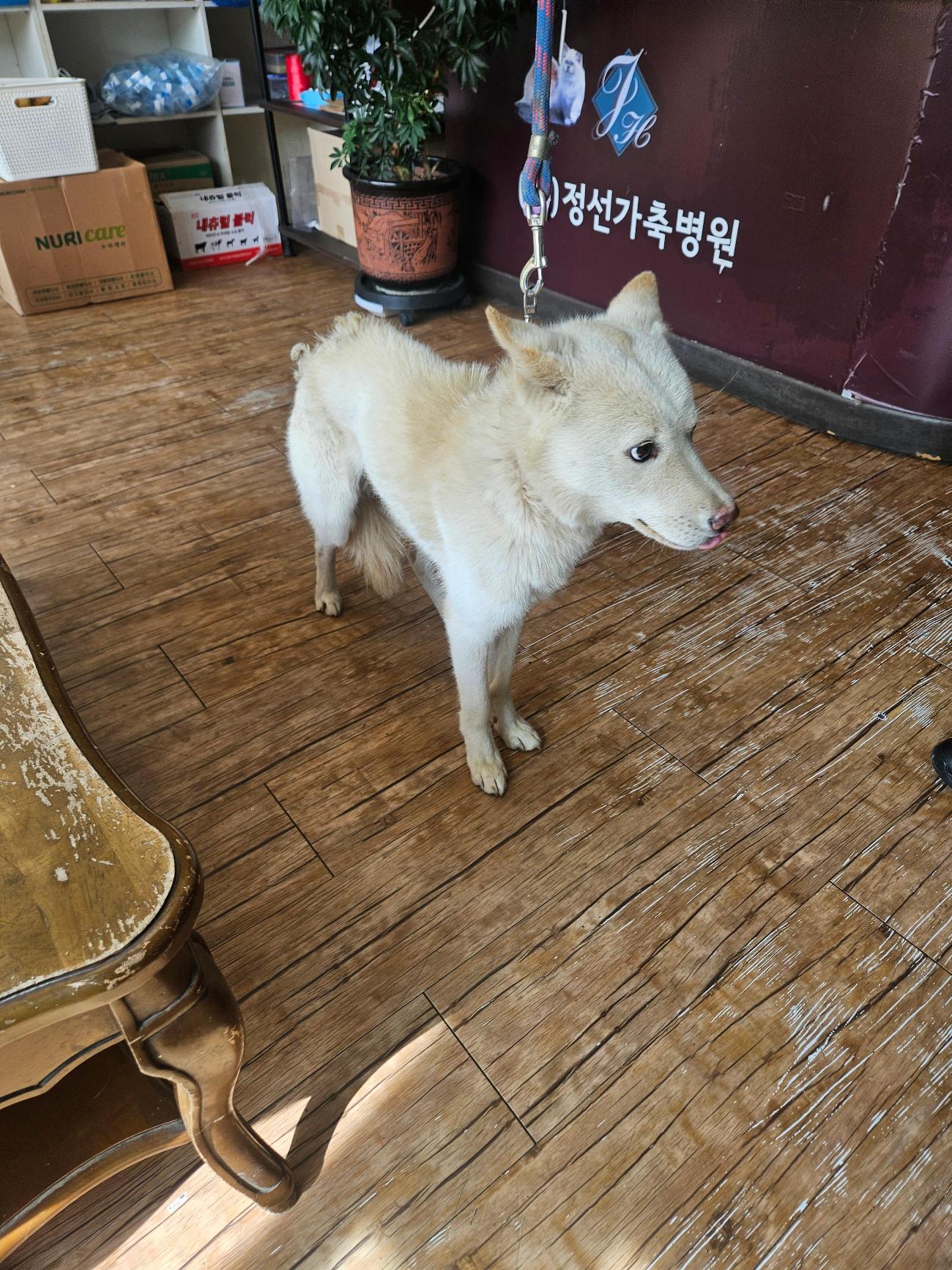 보호 중인 믹스견