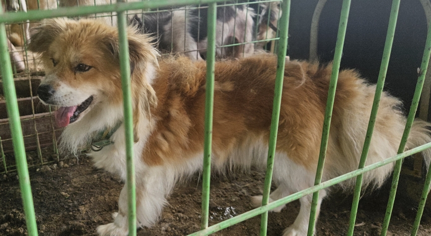 보호 중인 믹스견