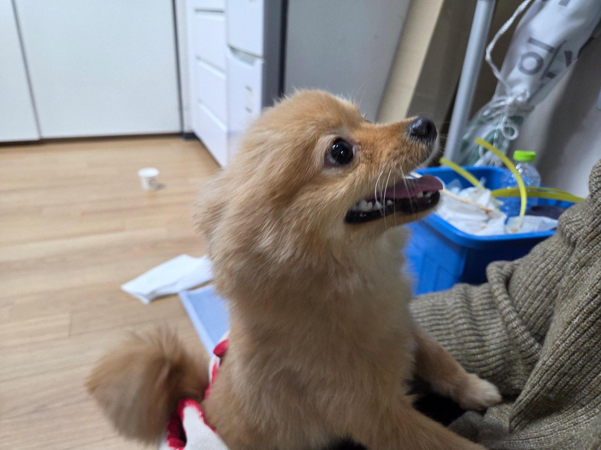 보호 중인 포메라니안