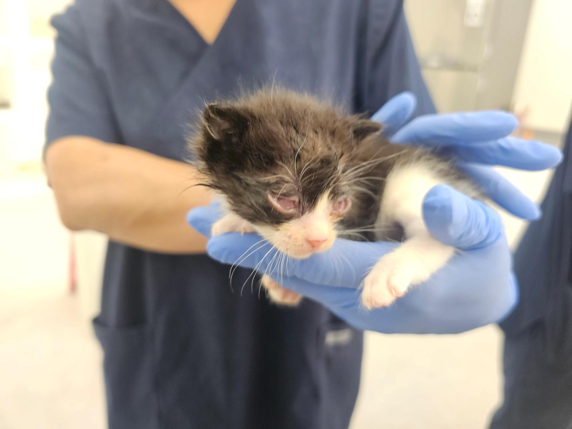 보호 중인 믹스묘