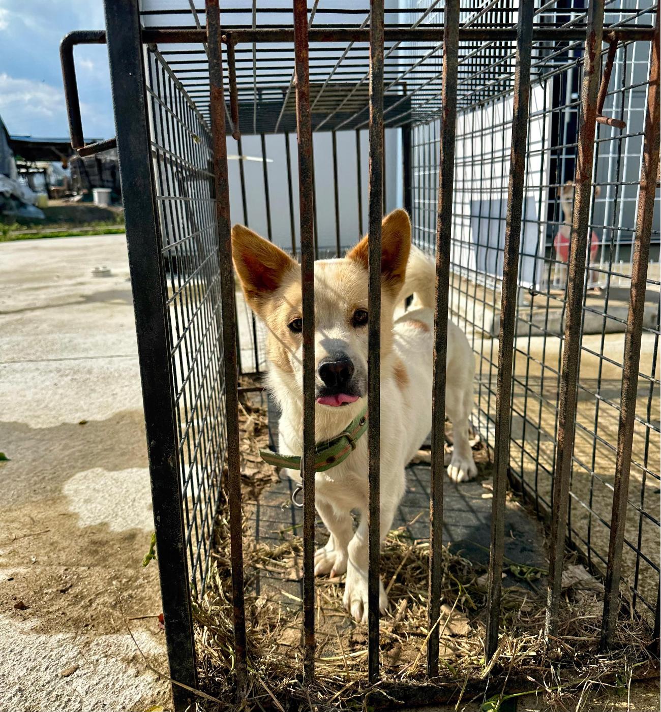 보호 중인 믹스견