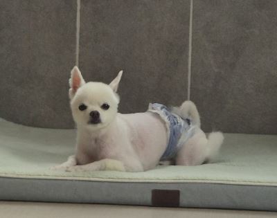 보호 중인 스피츠