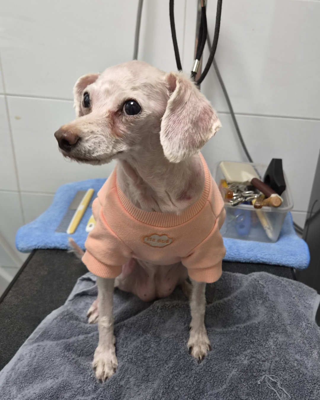 보호 중인 푸들