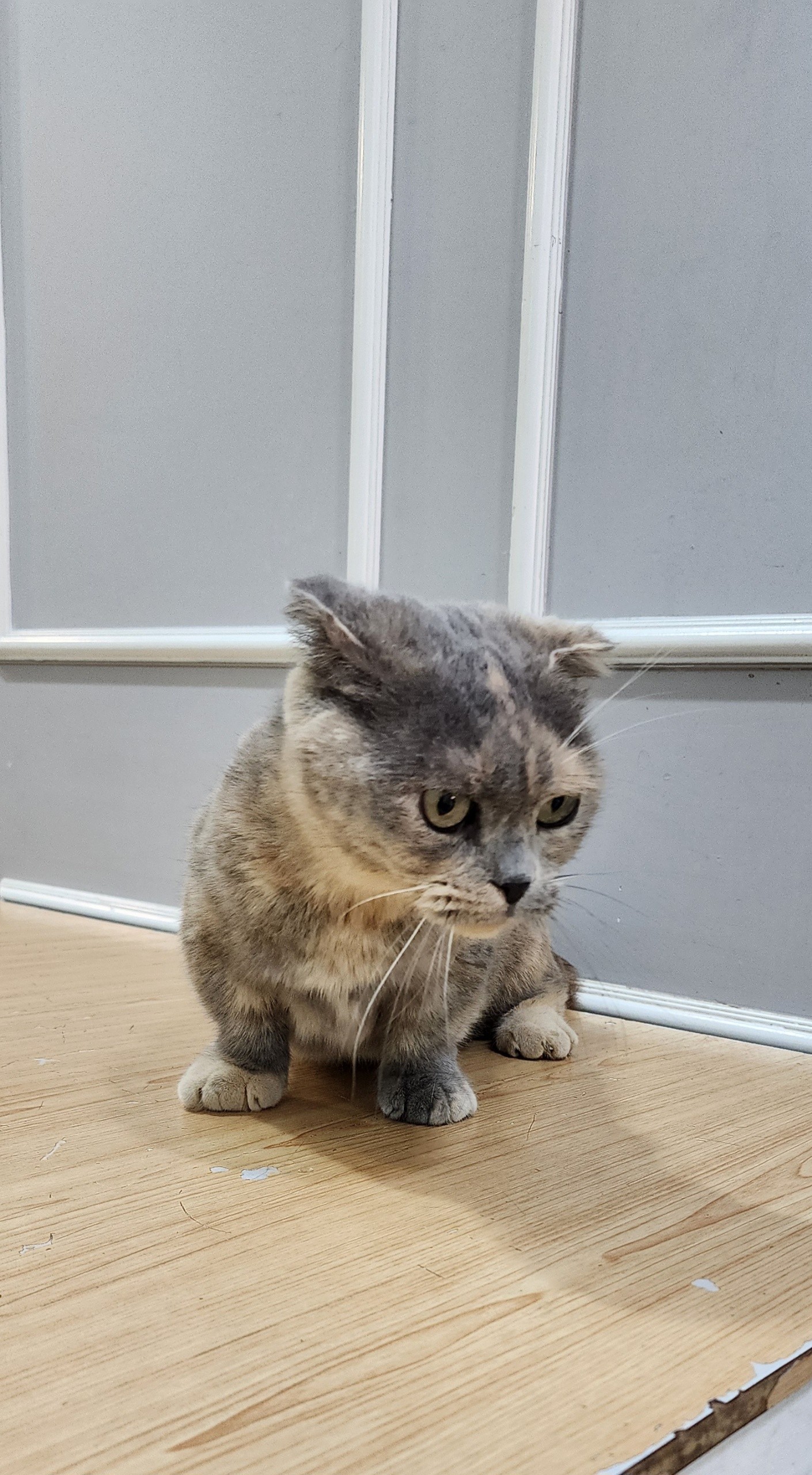 보호 중인 스코티시폴드