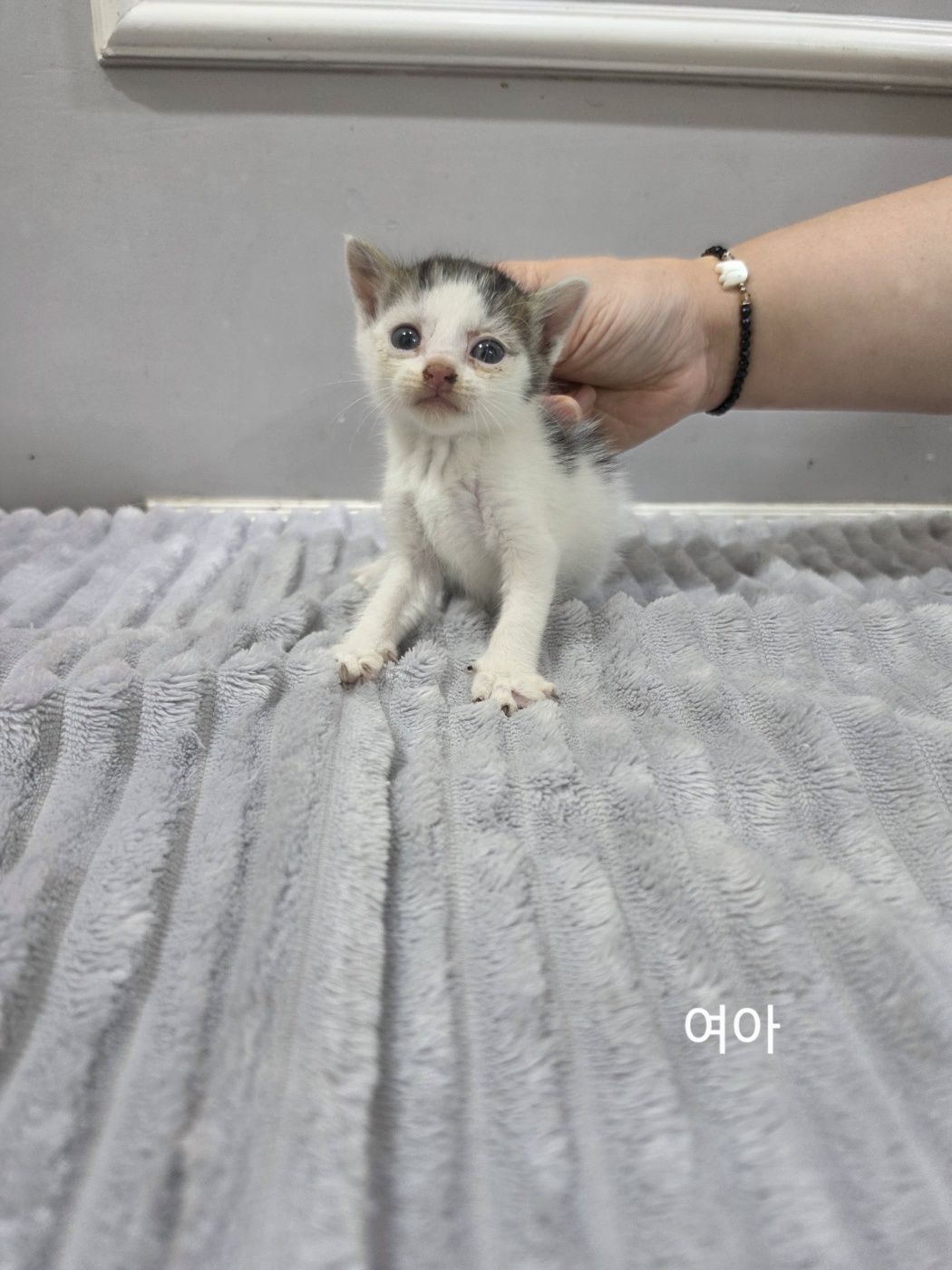 보호 중인 한국 고양이