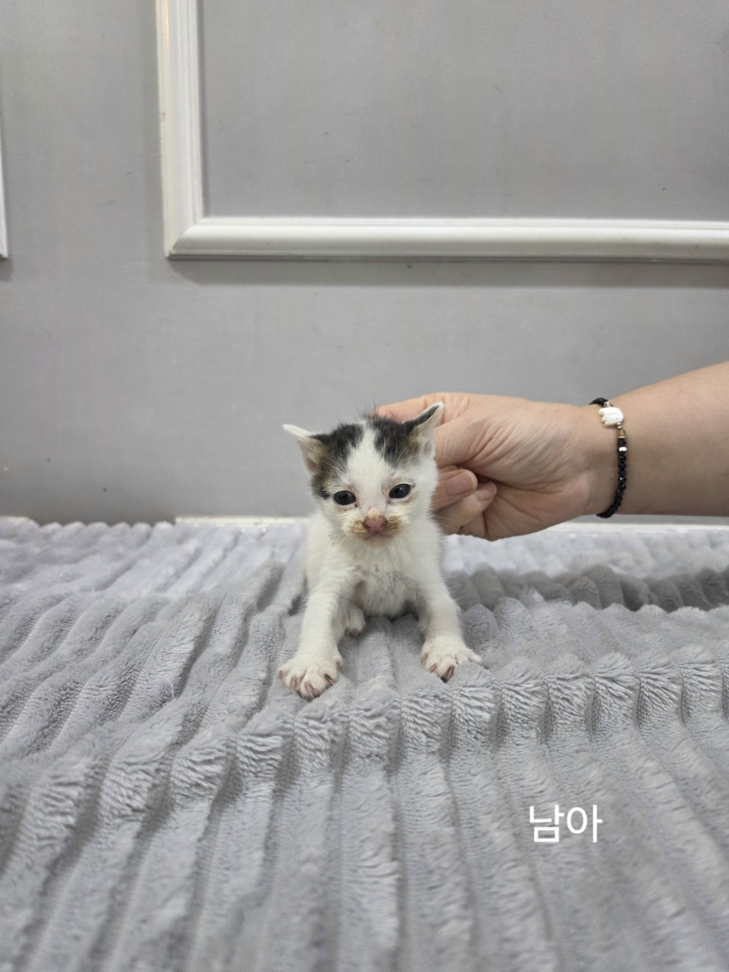 보호 중인 한국 고양이