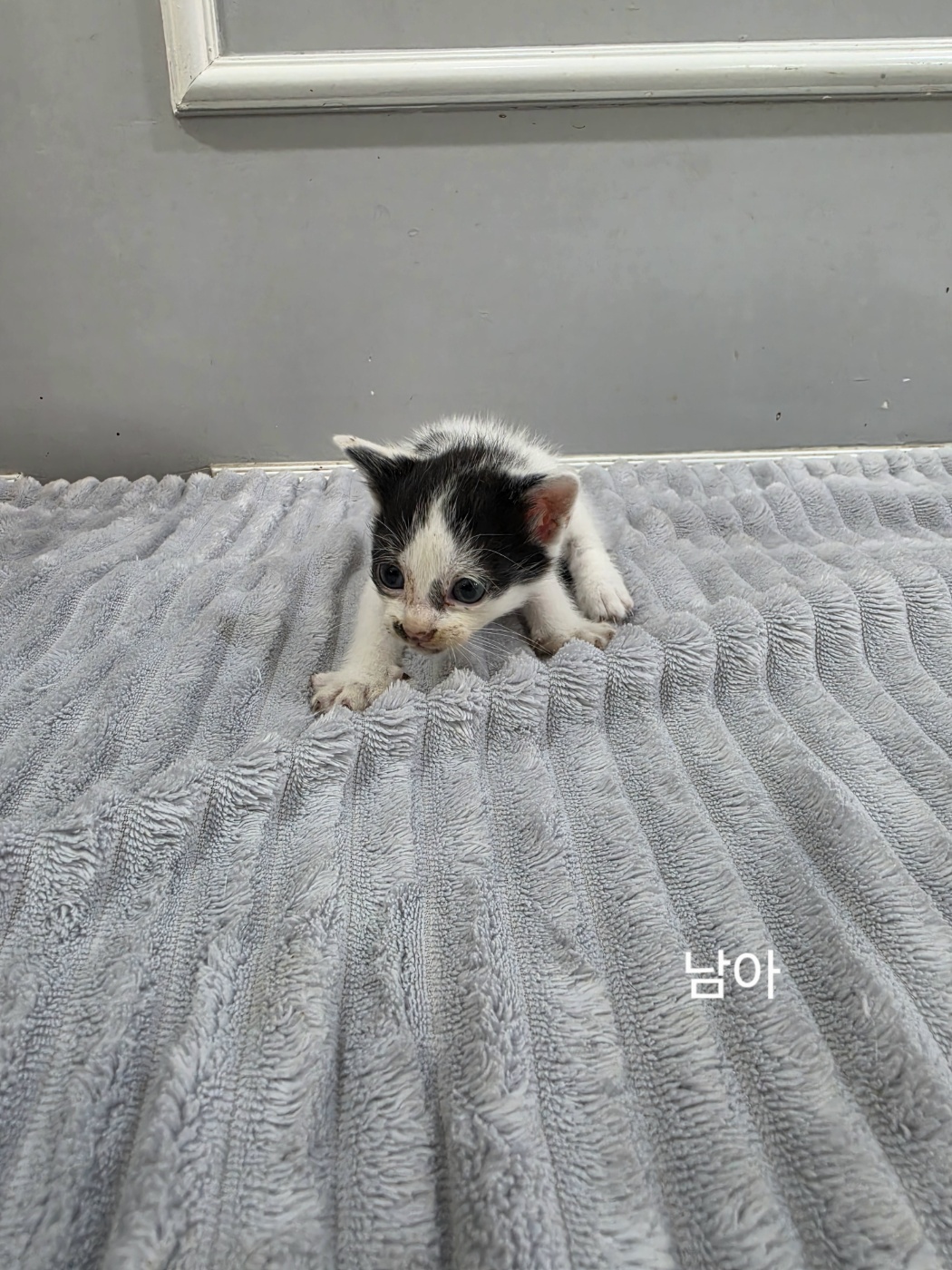 보호 중인 한국 고양이