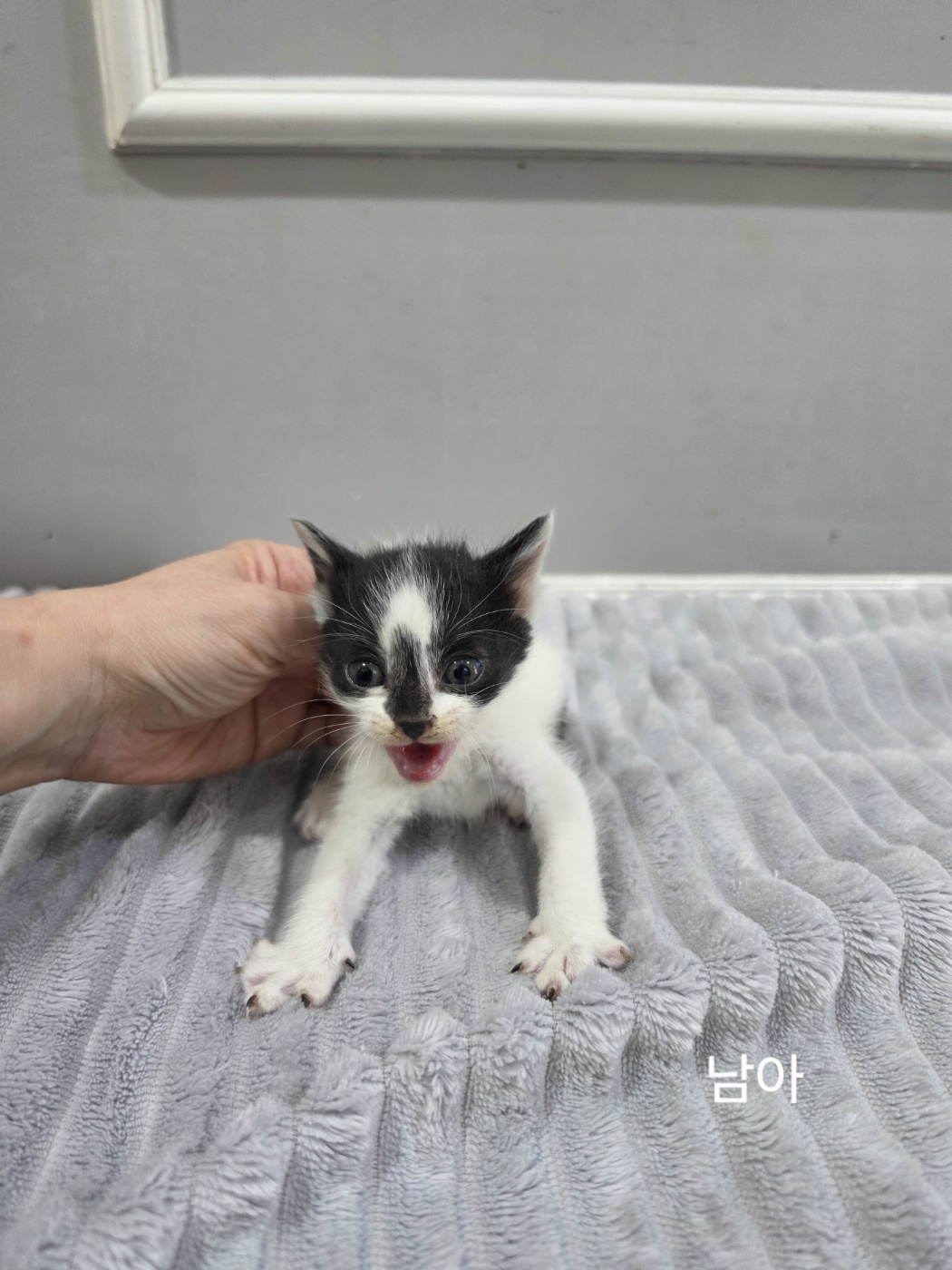 보호 중인 한국 고양이