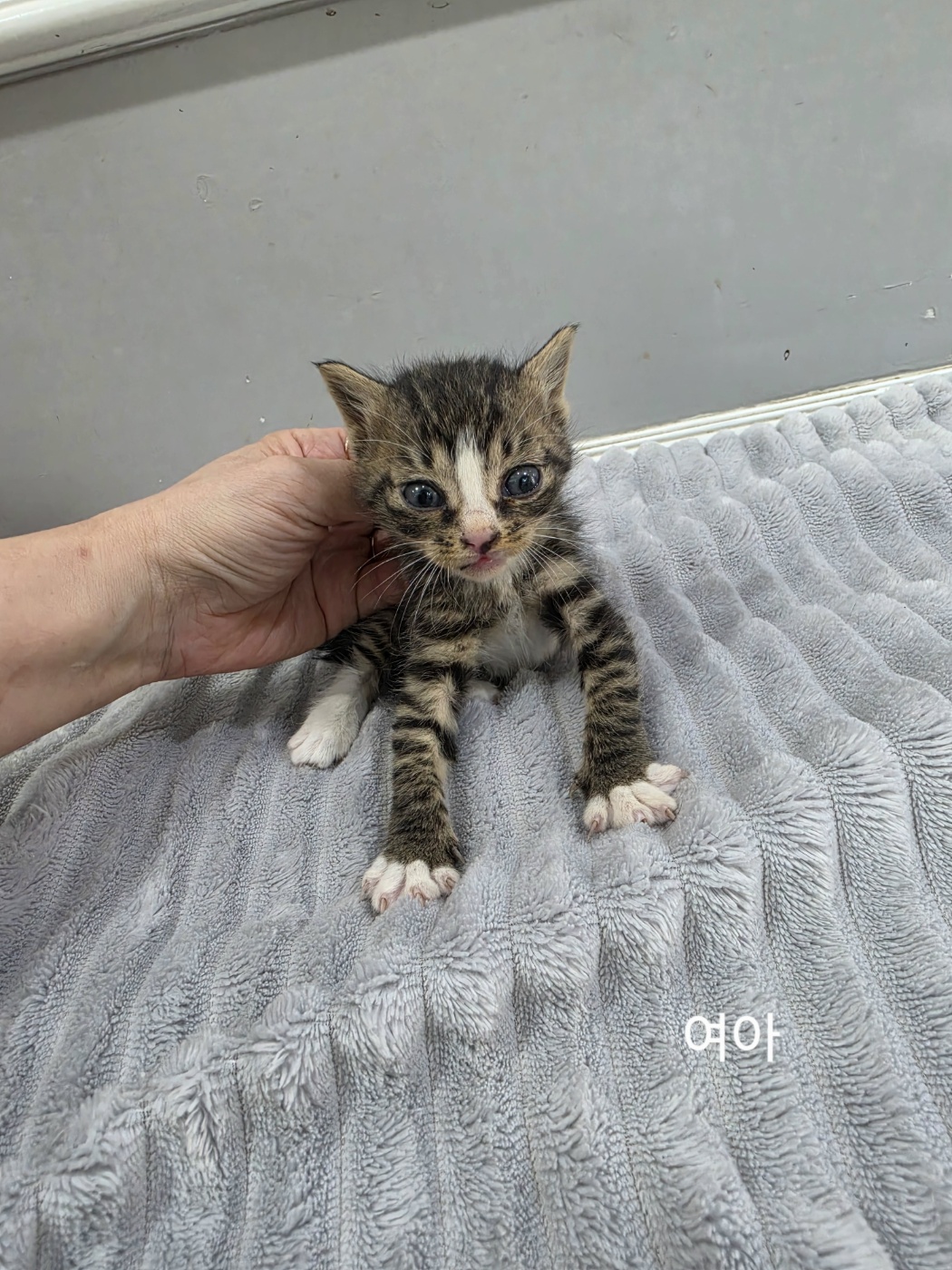 보호 중인 한국 고양이