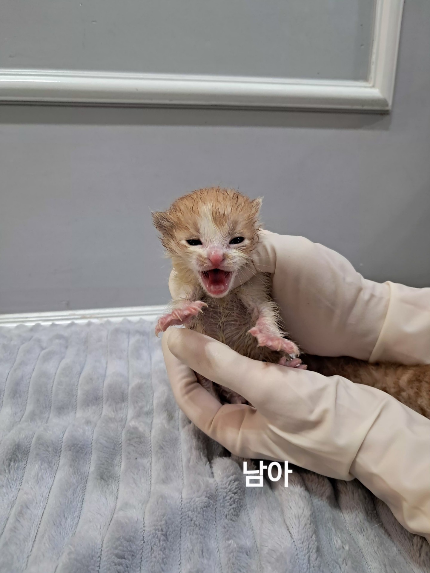 보호 중인 한국 고양이