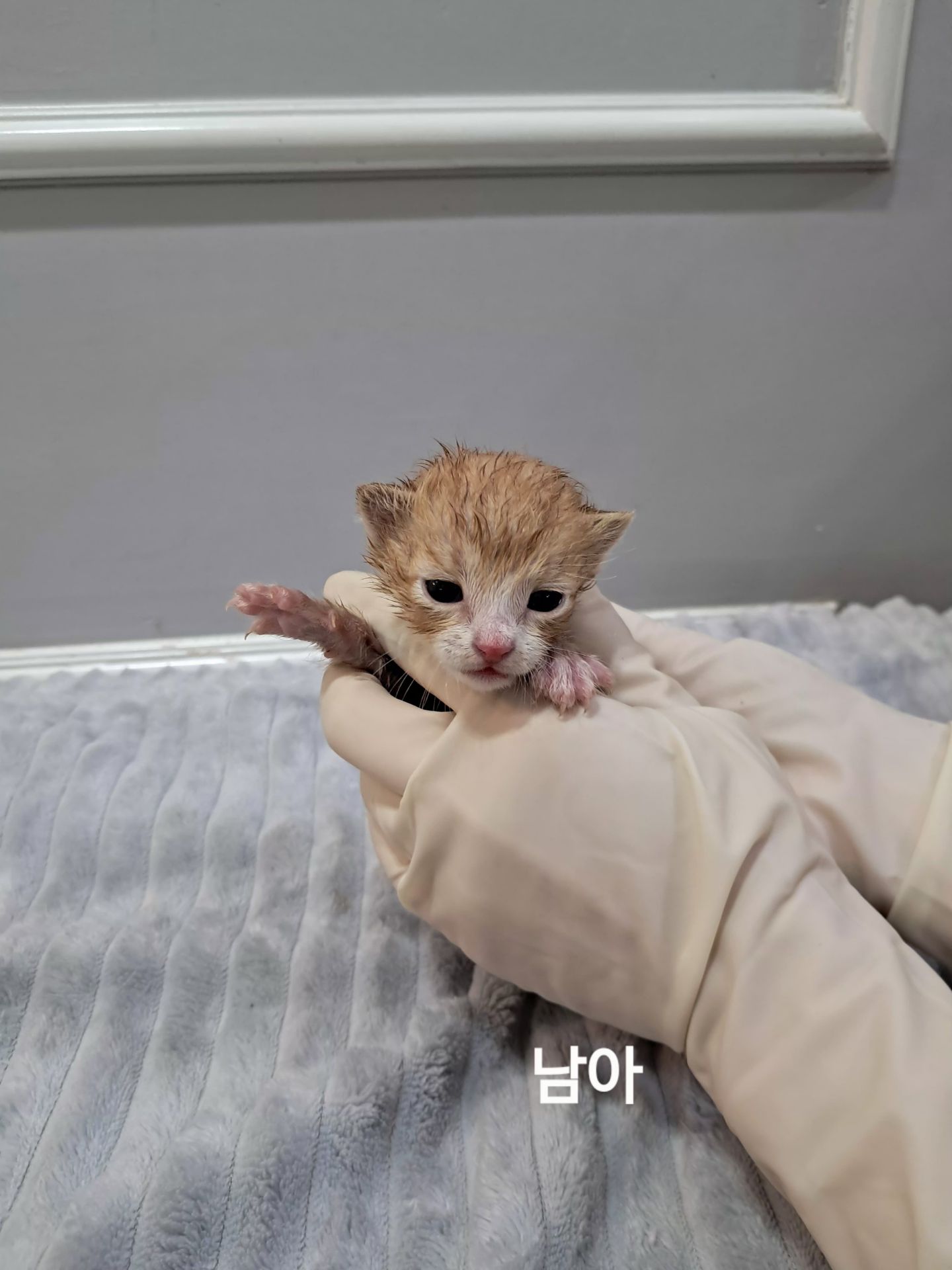 보호 중인 한국 고양이