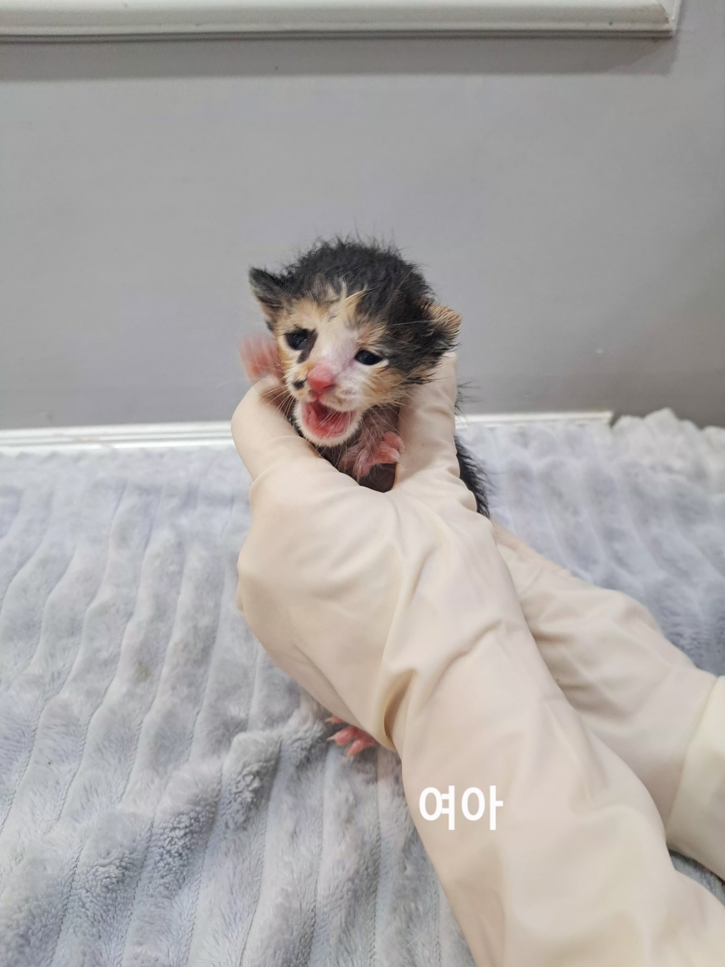 보호 중인 한국 고양이