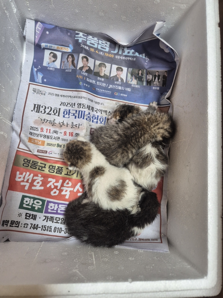 보호 중인 한국 고양이