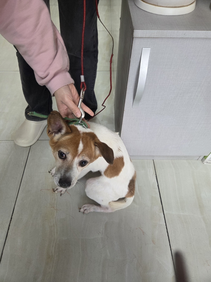 보호 중인 믹스견