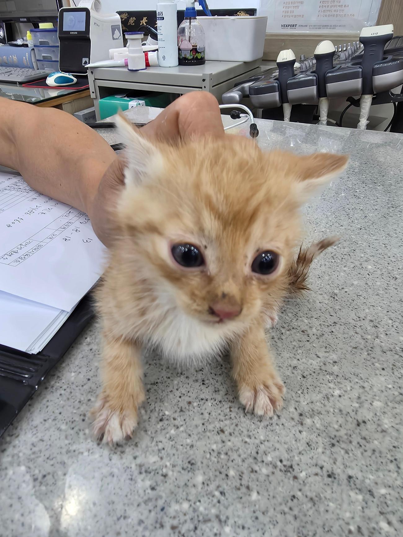 보호 중인 한국 고양이