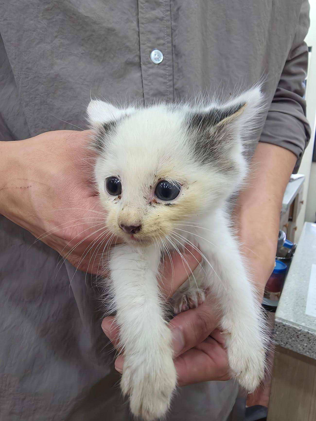 보호 중인 한국 고양이