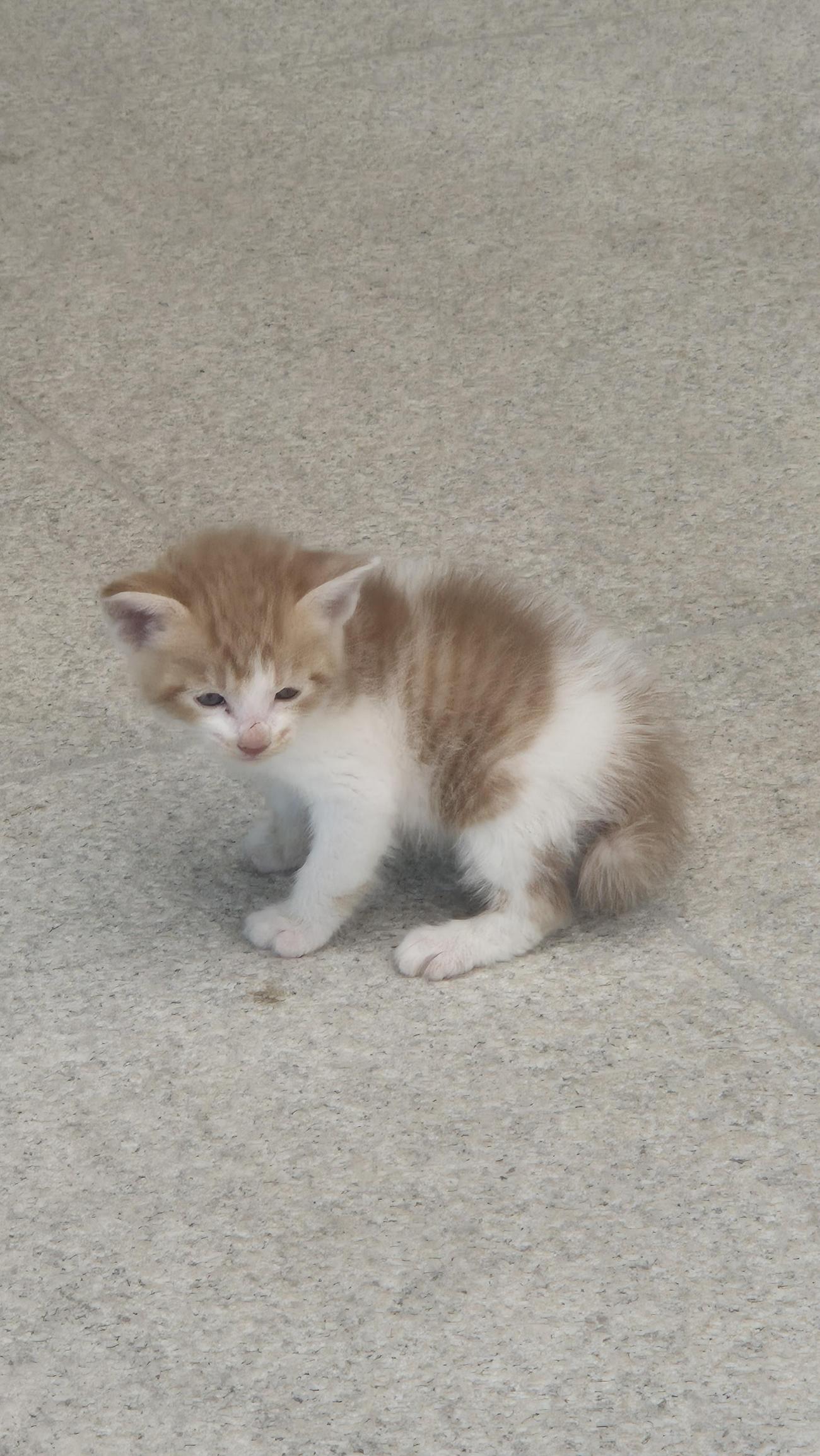 보호 중인 한국 고양이
