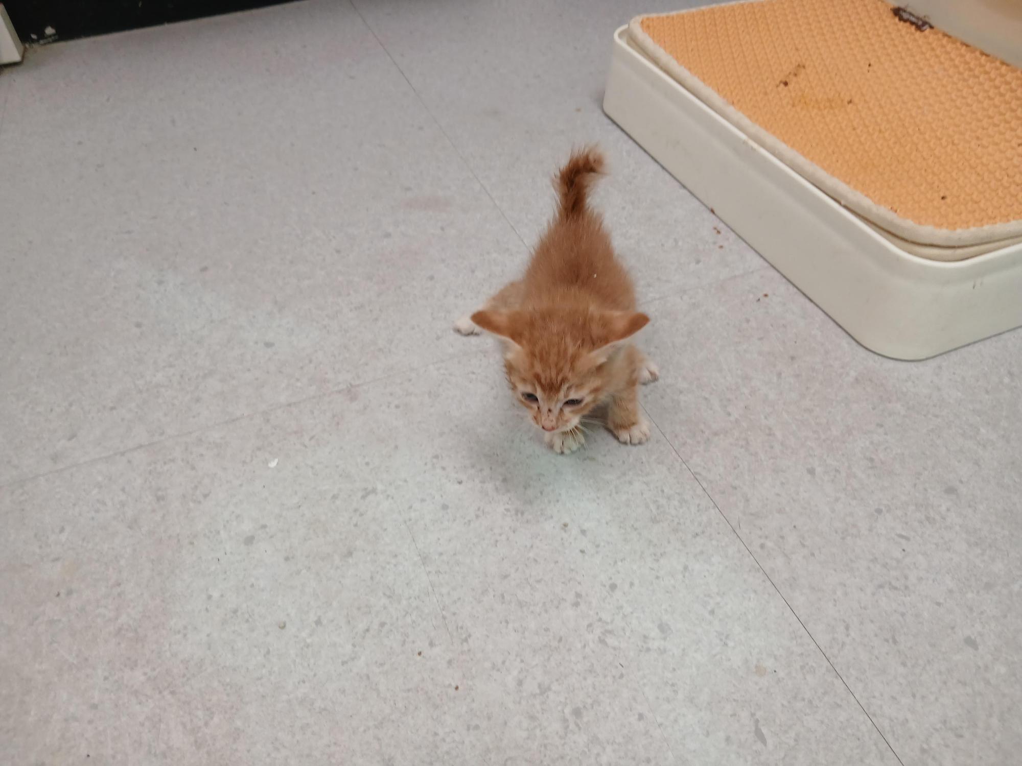 보호 중인 한국 고양이