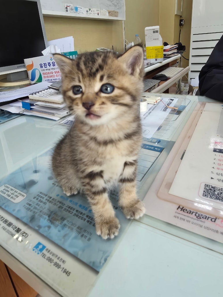 보호 중인 한국 고양이