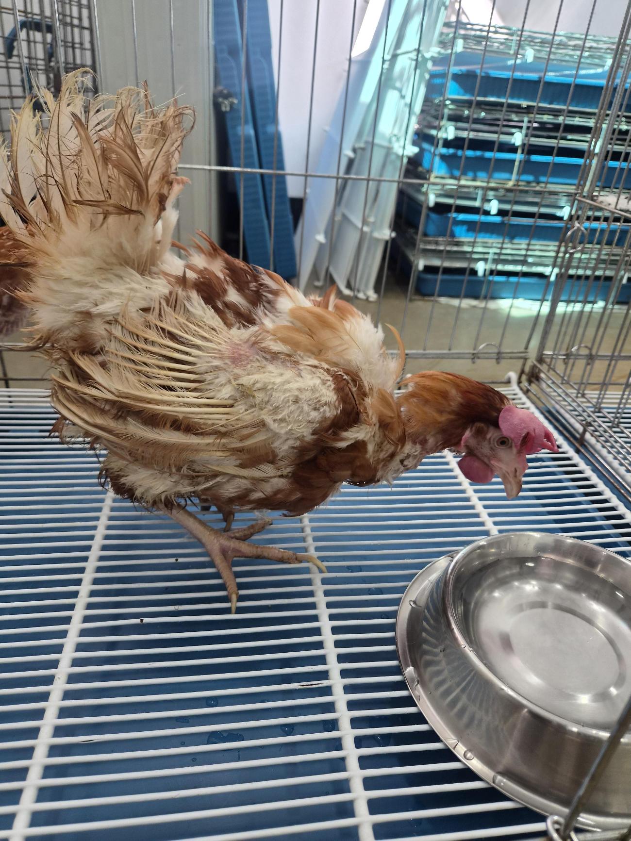 보호 중인 닭