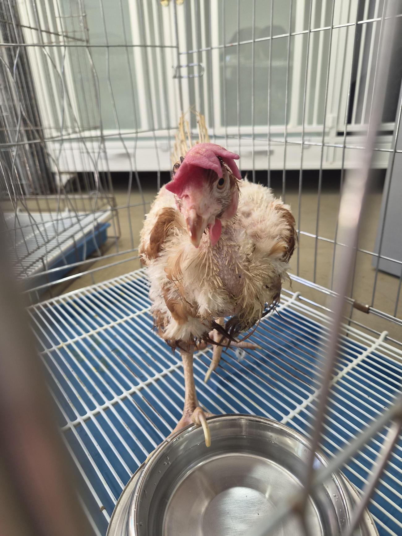 보호 중인 닭