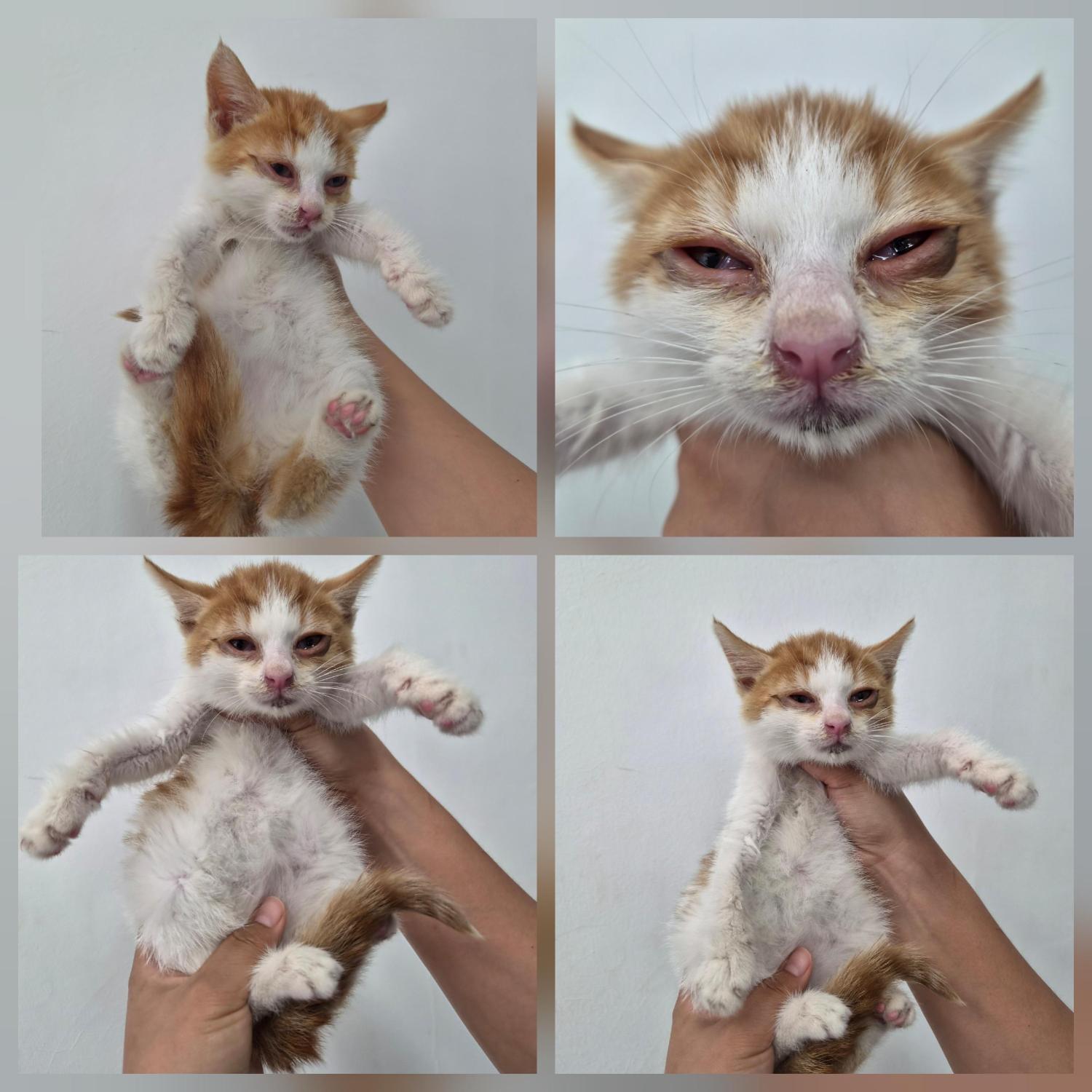 보호 중인 한국 고양이