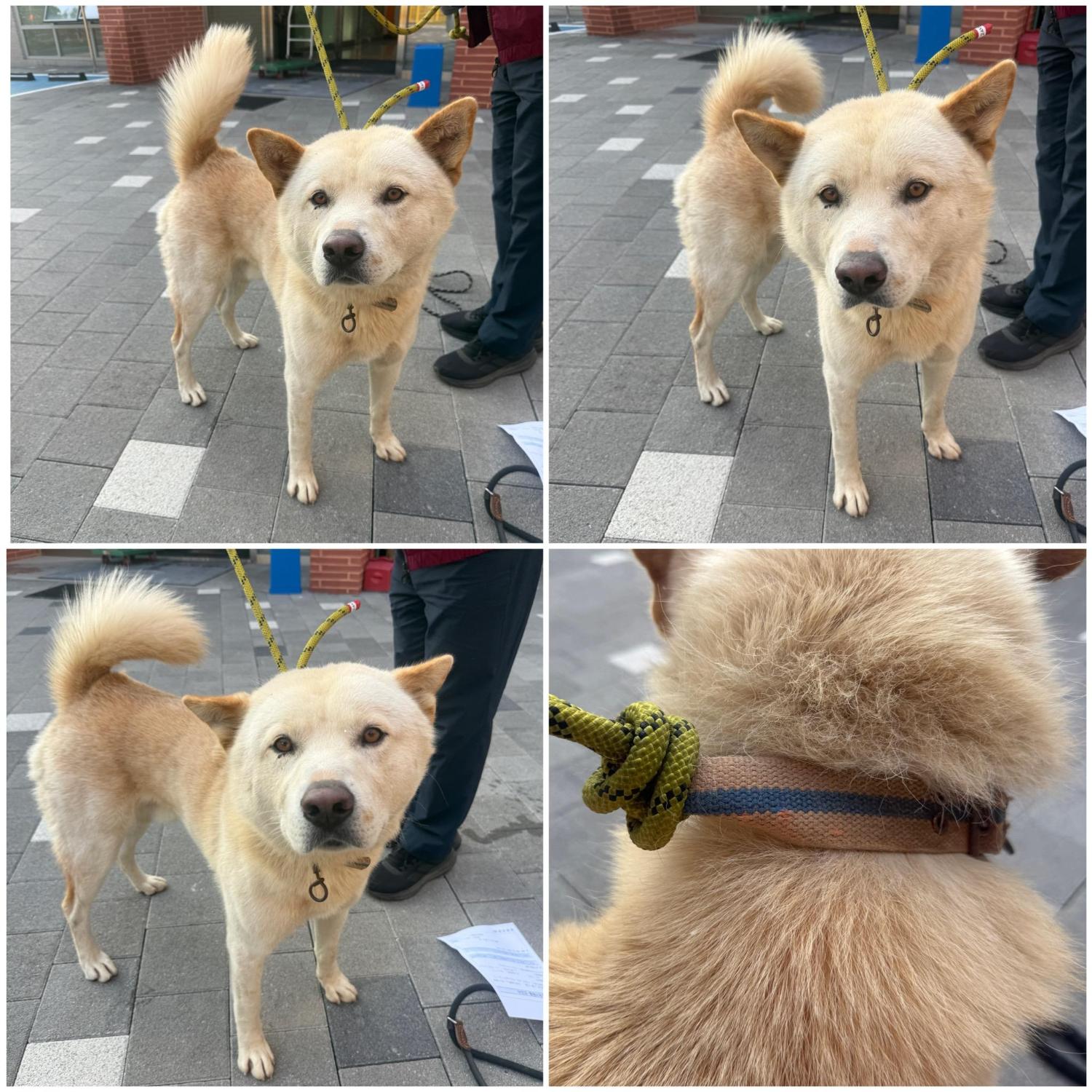 보호 중인 믹스견
