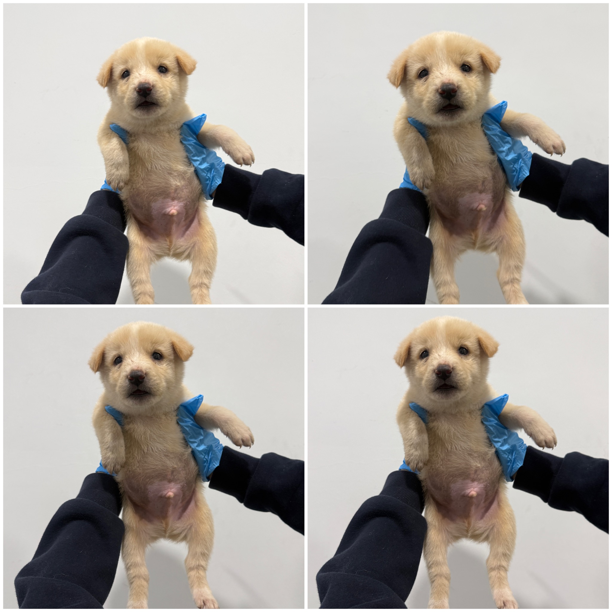 보호 중인 믹스견