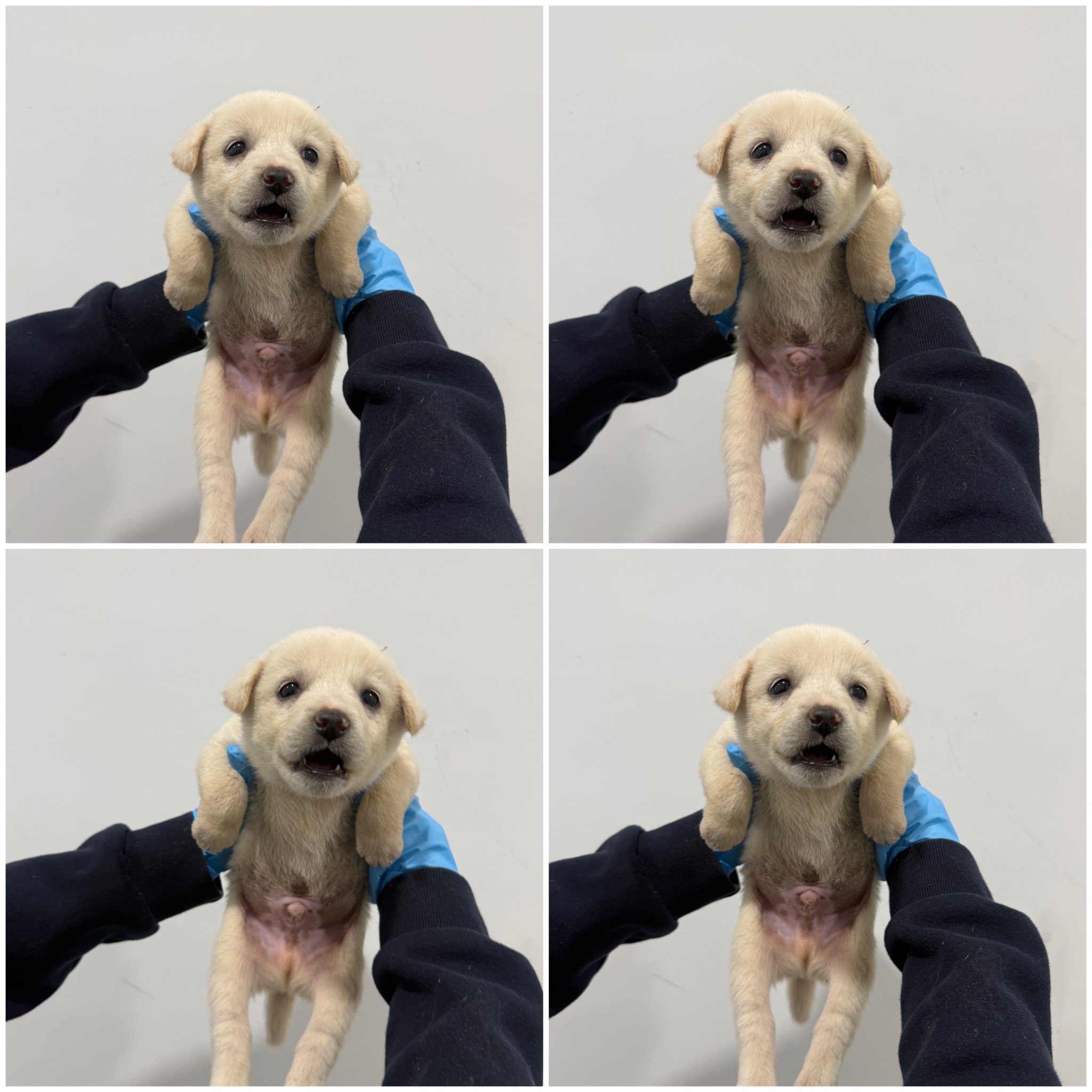 보호 중인 믹스견