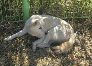 보호 중인 믹스견