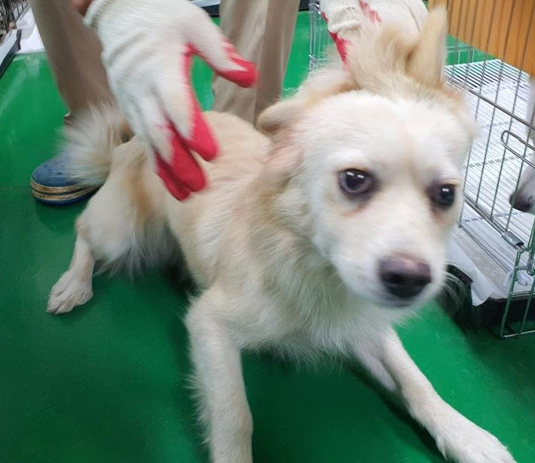 보호 중인 믹스견