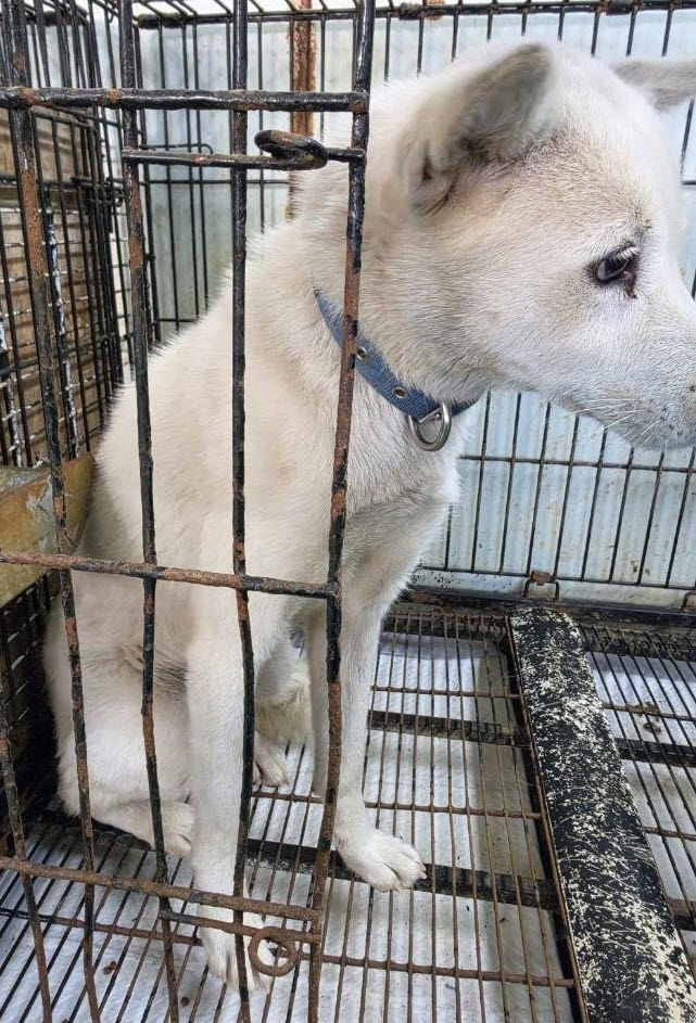 보호 중인 믹스견