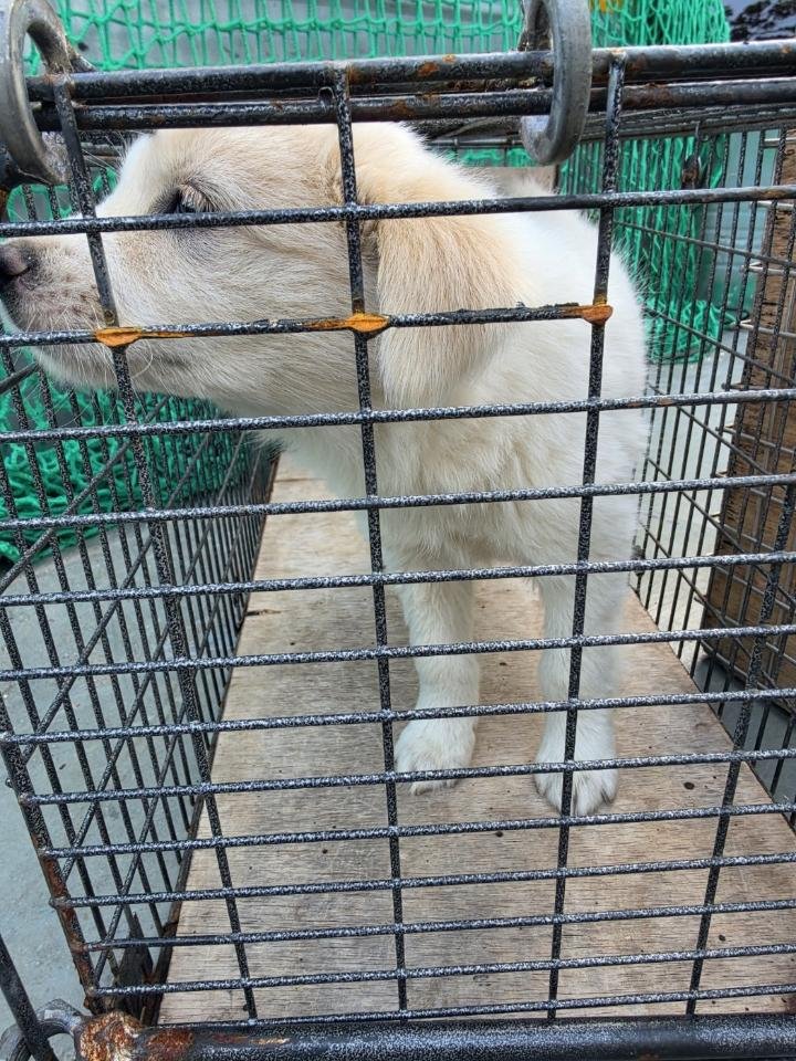 보호 중인 믹스견