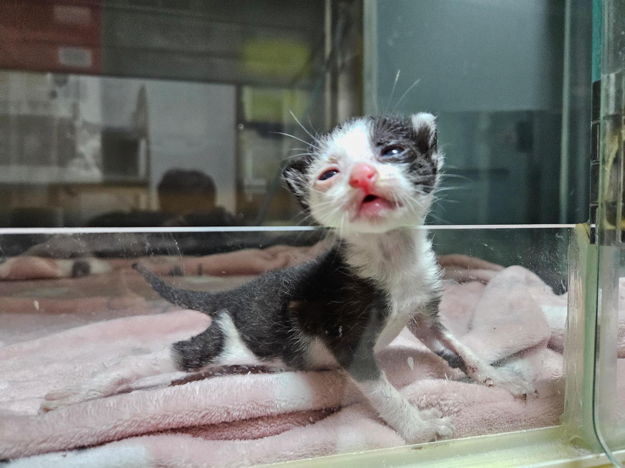 보호 중인 한국 고양이