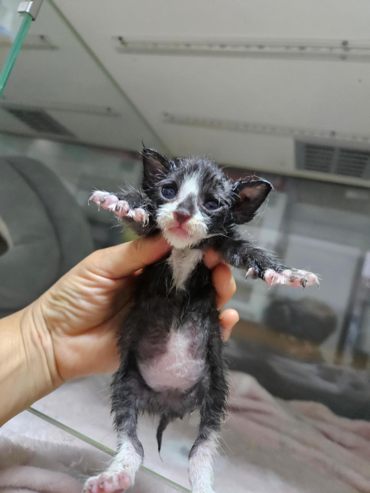 보호 중인 한국 고양이